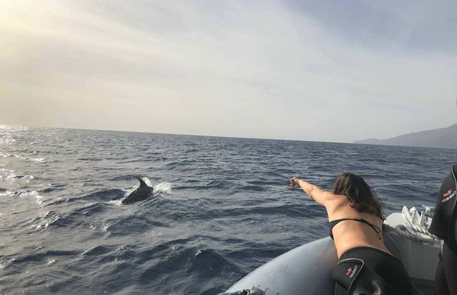 Observation de cetacés à La Restinga - Photo 3