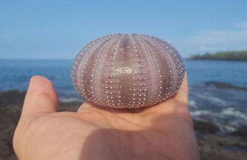 PonoMana Oasis's - Koi Cottage - Foto 68