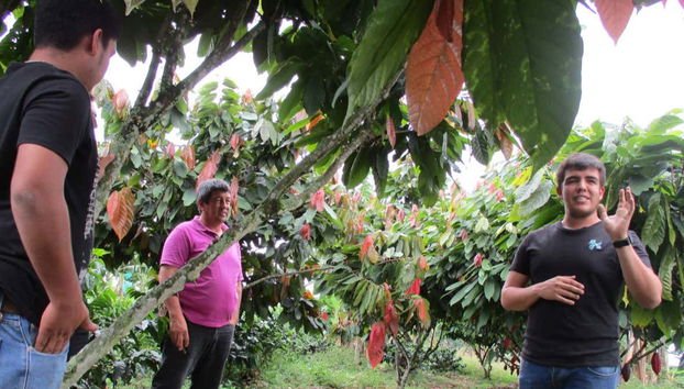 Visiting the cacao farm