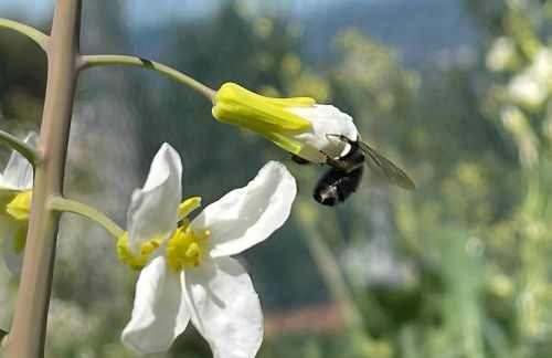 Casa do Alto (top floor apartment) - Foto 53