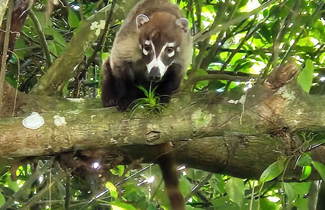 Glampling Nubes de Monteverde - Foto 77