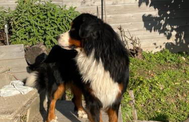 La casa di Noah - Foto 9