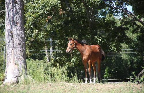 The Horse Carriage 2 Miles From Foxwoods Casino - Foto 21