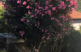 beautiful apartment with garden - Foto 19