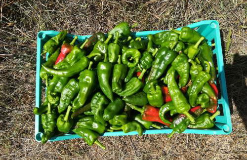 Il Cerro Agriturismo Zagarese - Photo 35