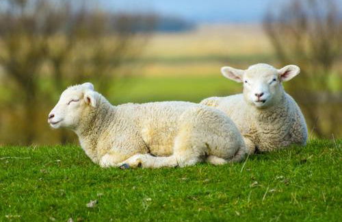 Achter de Möhl - Foto 8