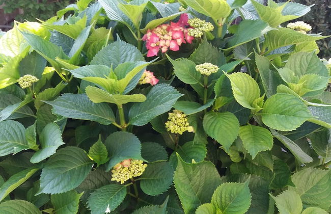 Apartmani Mitrovic Podlicak - Foto 39