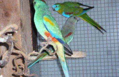 Ferienhaus Sylvia beim Waldrand - Foto 31