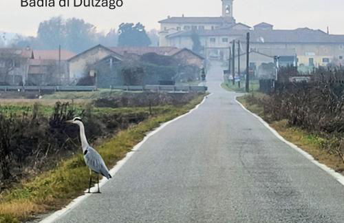 Il NIDO sul TICINO - Foto 35