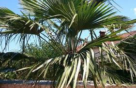 Licul Apartment - Foto 33