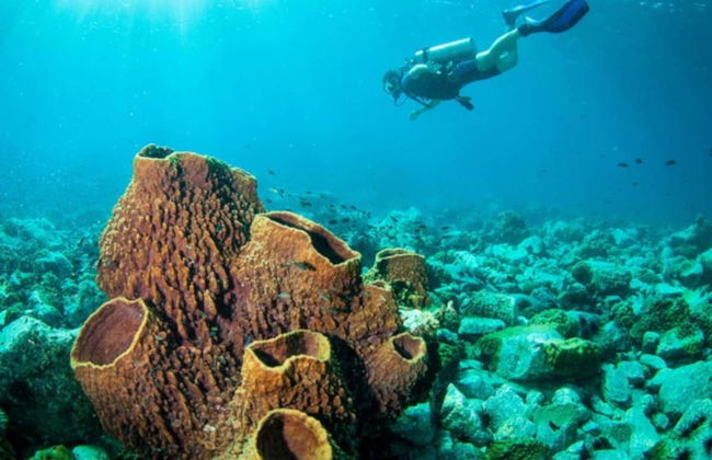 Mergulho em Koh Rang - Foto 2