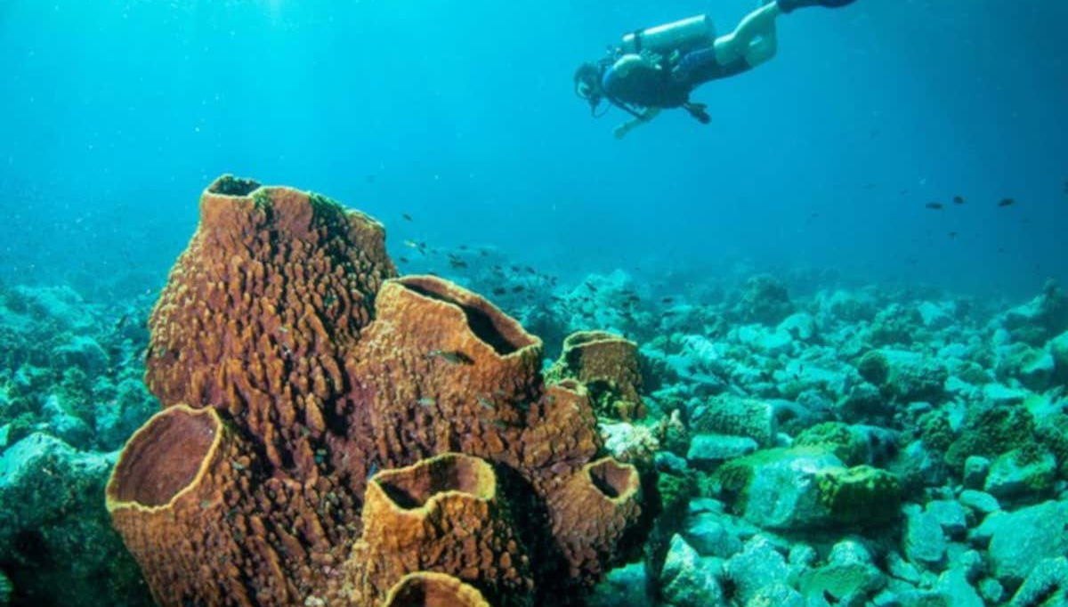 Descubra o mundo subaquático de Koh Rang