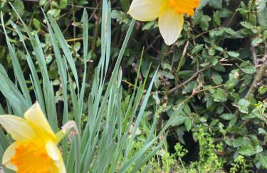 Orchidea del Garda Rooms & Apartments - Foto 30