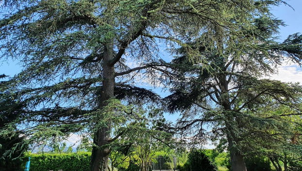 Gîte le cèdre bleu - Foto 2, Profilbild
