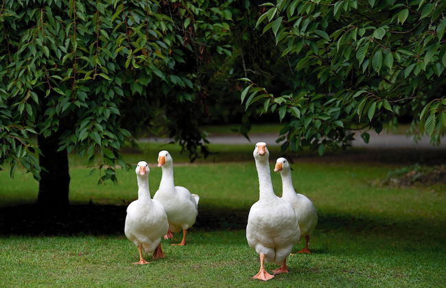 The Vale Penrose - Foto 58