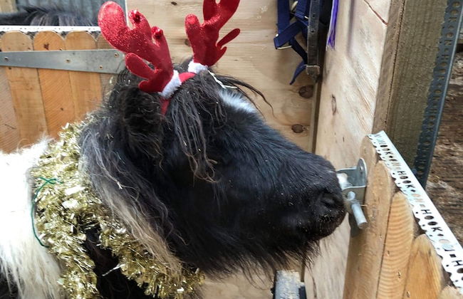 Ruby Shepherds hut Sleeps 4 - Photo 15