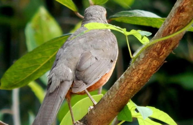 RECANTO DOS COMPADRES - Foto 48