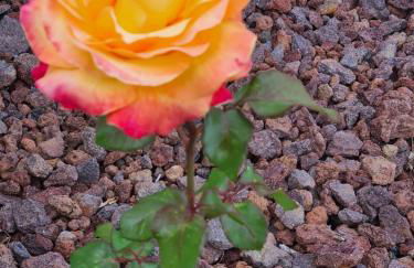 Lucy's Rosegarden - Photo 36