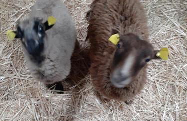 Pferdepension Jäger - Foto 18