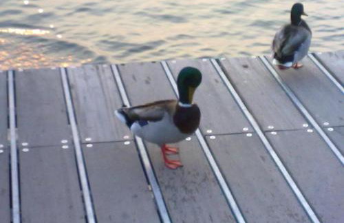 Residenza Al SoGno - on Lake Garda - Foto 37