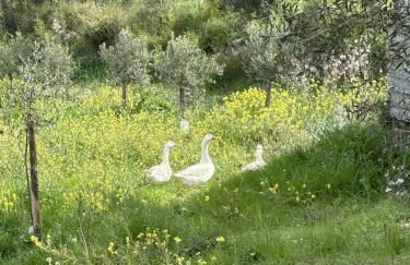 Ses Cases d'Alcudiola - Foto 52