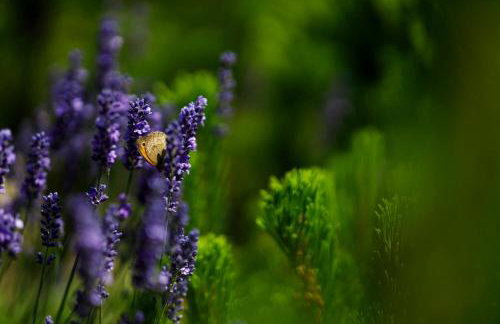 Kingsley Lake View - Foto 54