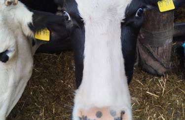 Altes Waschhaus - Foto 14