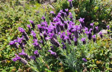 Vue exceptionnelle sur la mer et le Cap Estérel - Foto 54