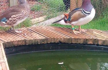 The old hayloft on 22 acre country smallholding - Foto 30