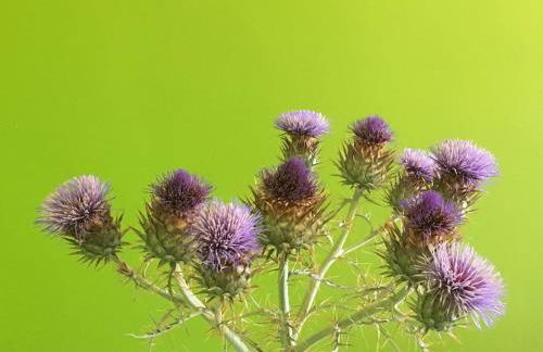 Caminho de Santiago, Alandroal - Foto 36