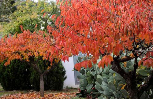 El Campillo, casa de campo cerca de la playa - Foto 48