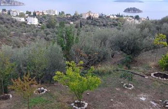 Πέτρα, Ελιά και Λεβάντα - Foto 61