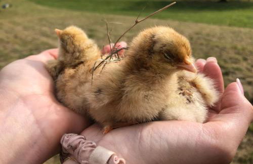 Farm woodland riverview cabin bbq firepit pet friendly - Foto 61