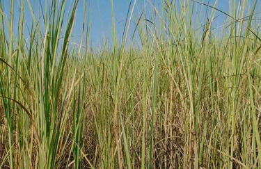 Il Canneto di Selinunte - Foto 32