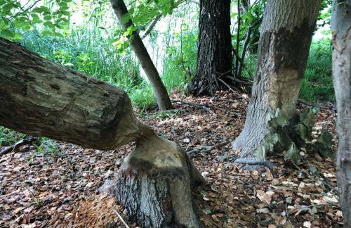 Ferienwohnung am Rathsburgsee - Foto 44