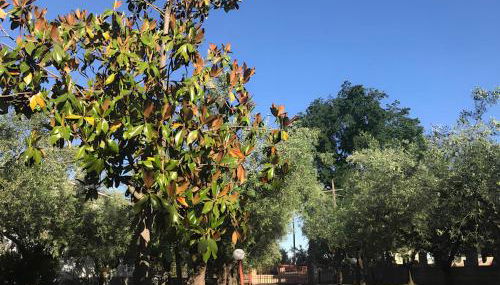 Tra gli ulivi - Foto 5, Garden