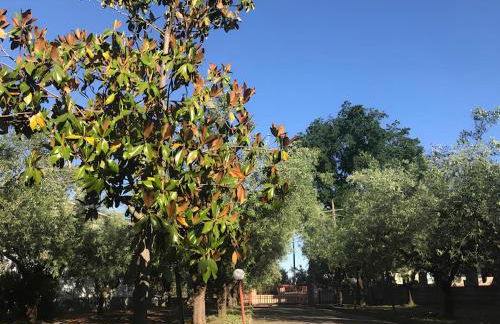 Tra gli ulivi - Foto 5