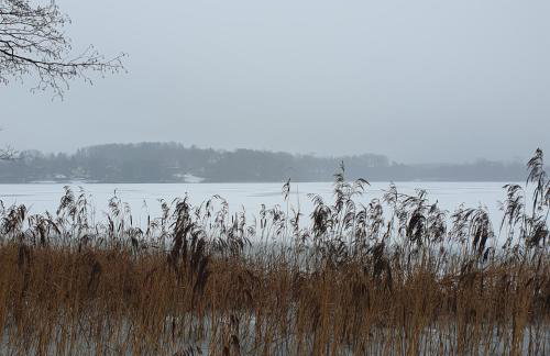 Bujanie w sitowiu - Foto 44