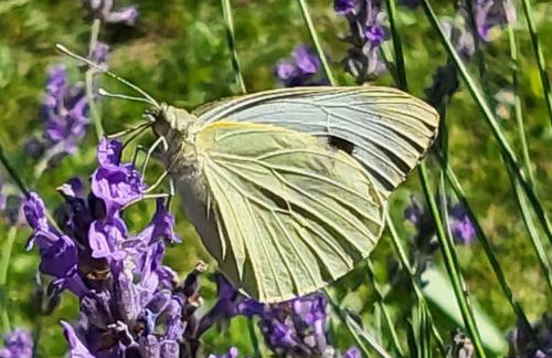 Forest paradise - Photo 34