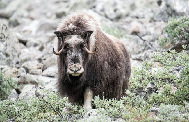 Hytter Dombås - Foto 80