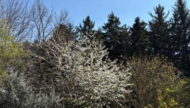 Il giardino segreto - Foto 4