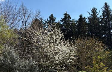 Il giardino segreto - Foto 4