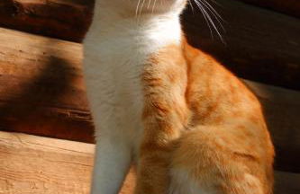 Etna Rural Cottage with Jacuzzi - Foto 23