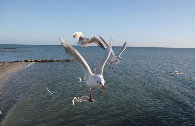 Holiday With Beach Chair - Foto 14