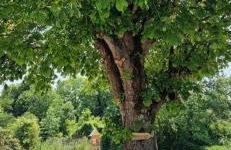 La maison des delices - Foto 24