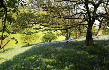 Bluebells Cottage - Photo 26