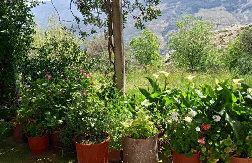 Ikarian Family Cottage, Ikaria Droutsoulas - Foto 1