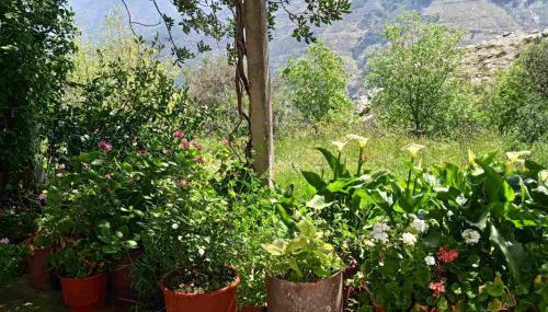Ikarian Family Cottage, Ikaria Droutsoulas - Foto 1, Garden view