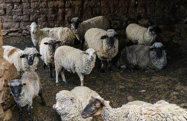 Andean Glamping - Foto 55