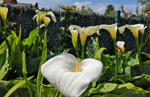 Apartamentos Rurales Villa del Sain Cudillero - Foto 77